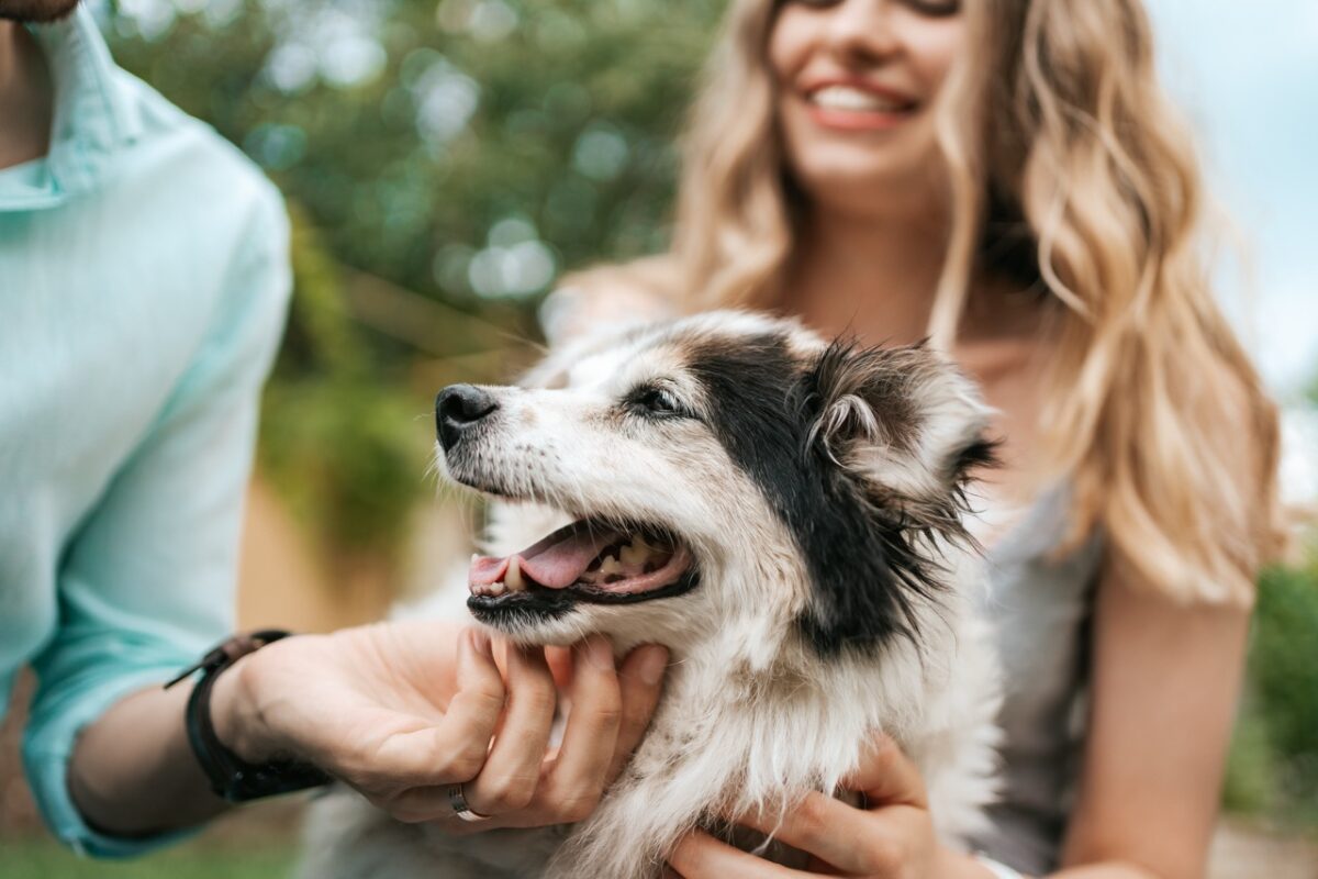 Test4Pets