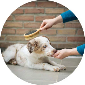 Test4Pets