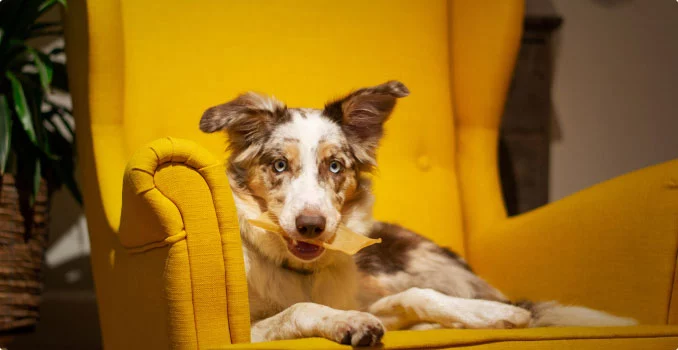 Test4Pets