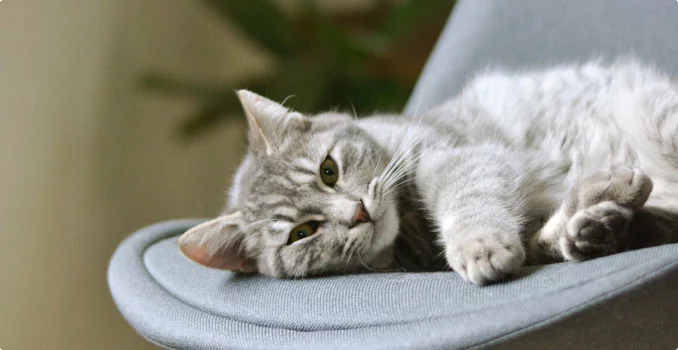 Test4Pets